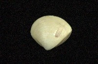 藏品(普通文蛤)的圖片